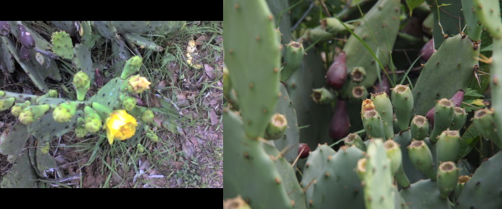 [Two images spliced together. On the left, many green protuberances grow from the catcus. One of these has a curled yellow flower just starting to open. Another protuberance has a light color at the end of it, but flower petals have not yet formed. The image on the right isa close view of the pears. Some are purple while most are still green. ]